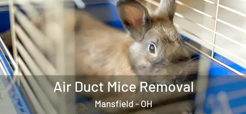  Air Duct Mice Removal Mansfield - OH